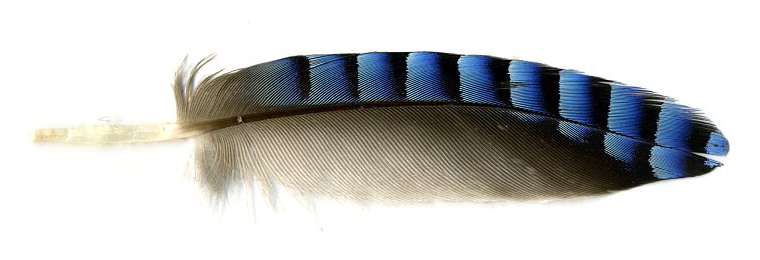 Thumb feather or Alula of Eurasien Jay horizontal.jpg