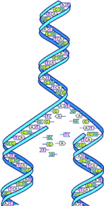 Familial-DNA